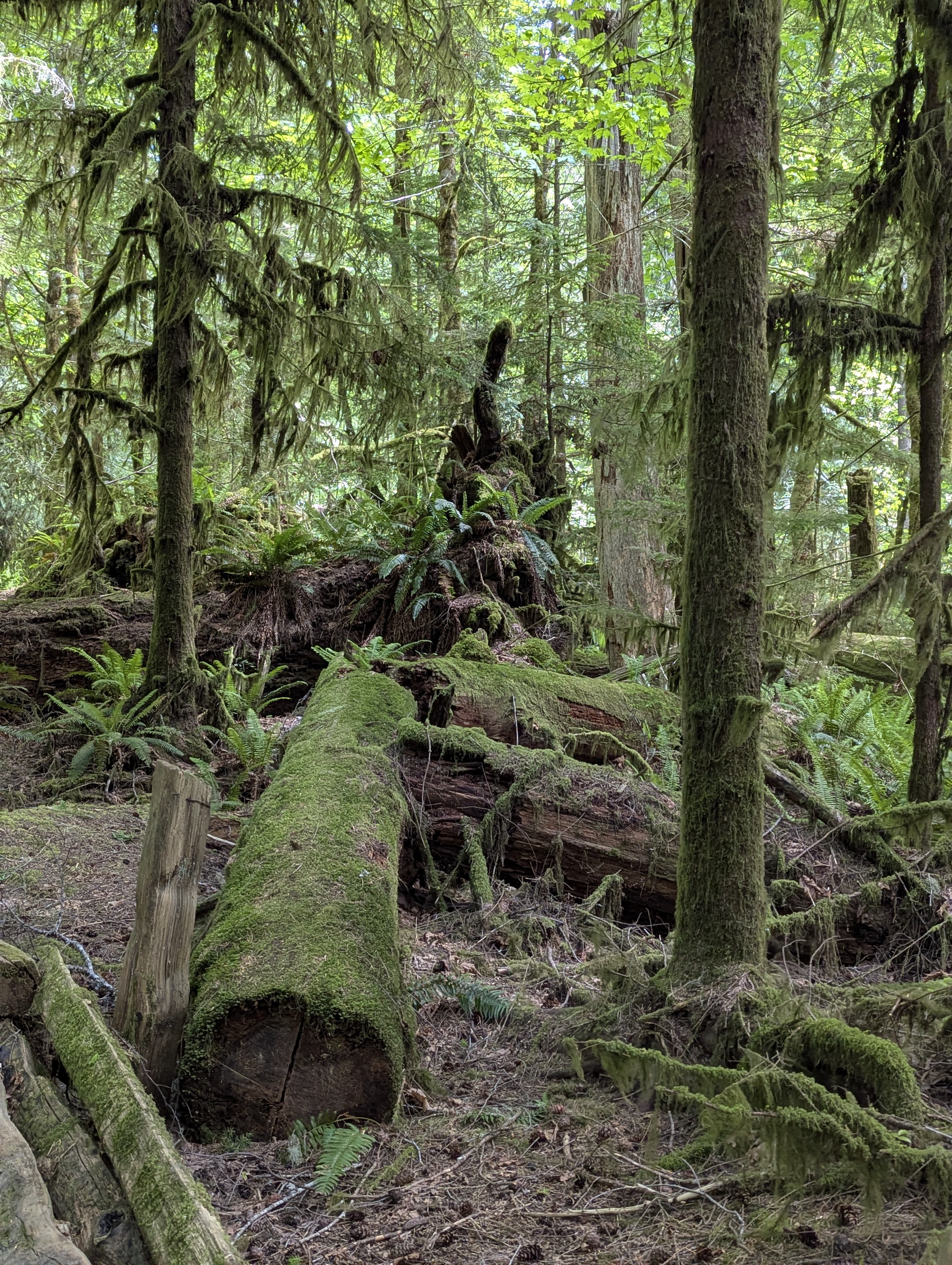 Birthday Trip to Canada, Cathedral Grove, Vancouver Island